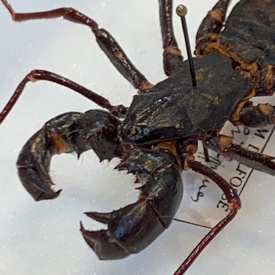 Thelyphonida - uropygids - whip scorpion - vinegaroons: entomological box