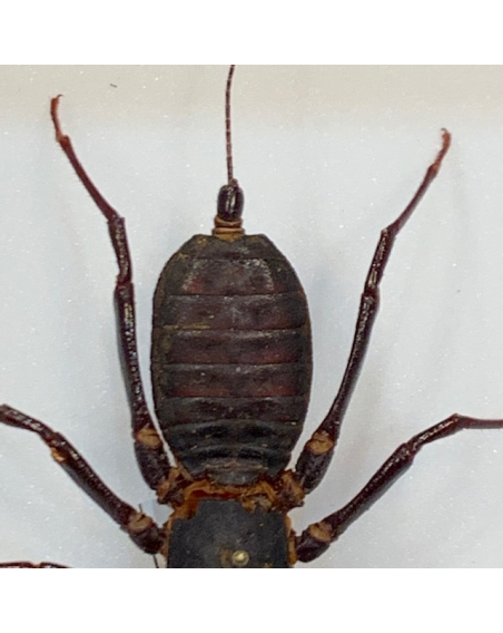 Thelyphonida - uropygids - whip scorpion - vinegaroons: entomological box