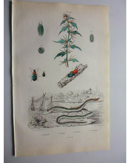 Ancient engraving -board of Natural History - XIXth century- Birds