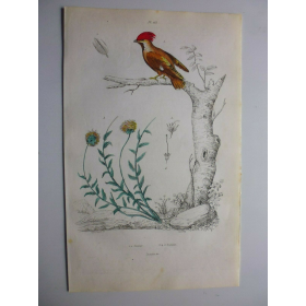 Ancient engraving -board of Natural History - XIXth century- Birds - Ornithology