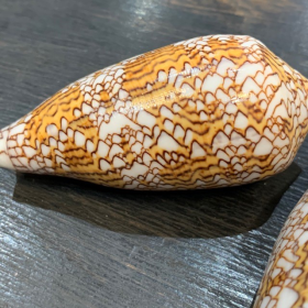 Coquillage Conus textile - Toison d'or