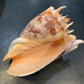 Cymbiola imperialis - Imperial Volute shell