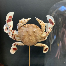 Matuta lunaris (Ashtoret lunaris) crab - Yellow moon crab under glass