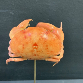 Crabe Carpilius convexus - crabe rouge des coraux sous cloche
