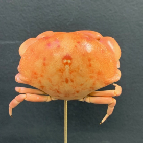 Carpilius convexus crab under glass