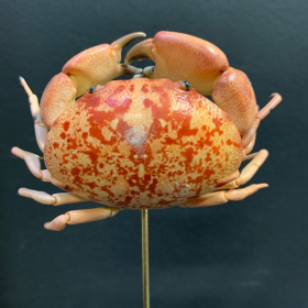 Carpilius convexus crab under glass