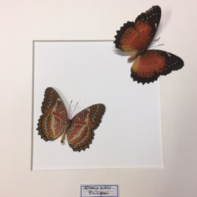 Entomological Box - Cethosia biblis