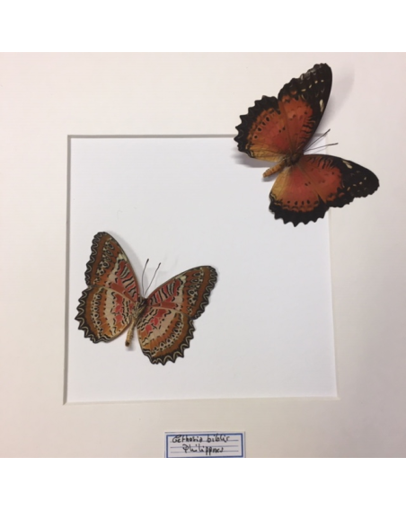 Entomological Box - Cethosia biblis
