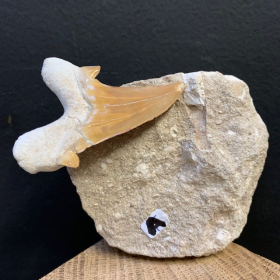 Dent de requin Fossile sur roche: Otodus Obliquus 50 Millions d'années