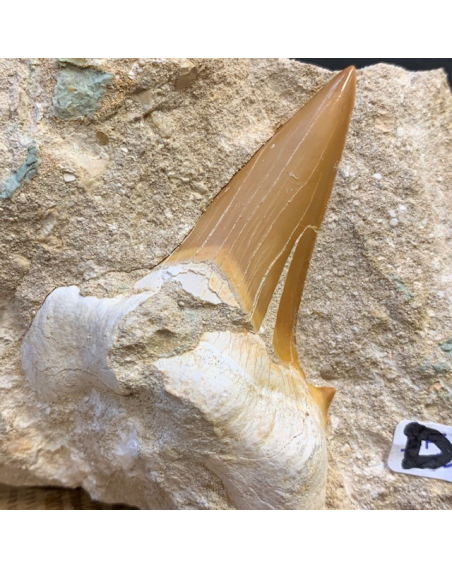 Shark tooth fossil: Otodus Obliquus 50 million years old