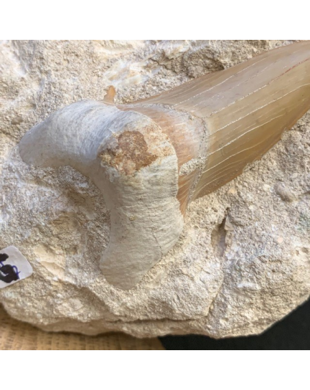 Shark tooth fossil: Otodus Obliquus 50 million years old