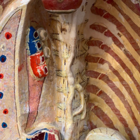 Anatomical wax of human skull