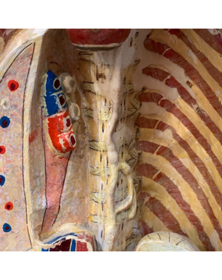 Mannequin clastique - écorché anatomique du Dr Auzoux