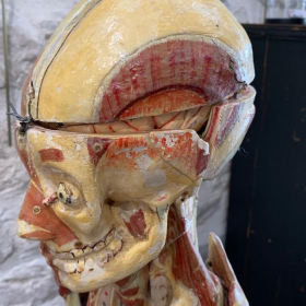 Anatomical wax of human skull