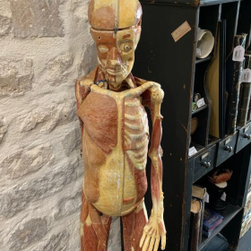 Mannequin clastique - écorché anatomique du Dr Auzoux