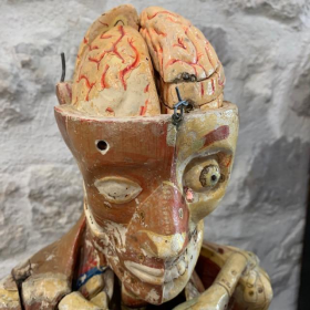 Anatomical wax of human skull