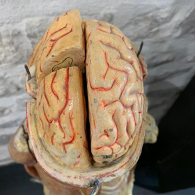 Anatomical wax of human skull