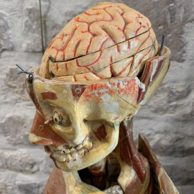 Anatomical wax of human skull