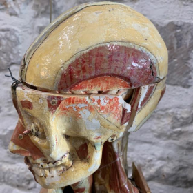 Anatomical wax of human skull