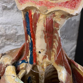 Anatomical wax of human skull