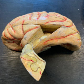 Anatomical wax of human skull