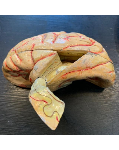 Anatomical wax of human skull