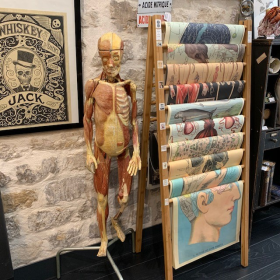 Clastic Mannequin - Dr. Auzoux's anatomical skinned