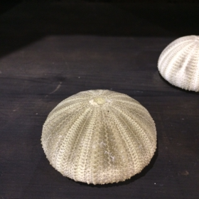 North-East Atlantic Green Sea Urchin