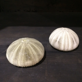 North-East Atlantic Green Sea Urchin