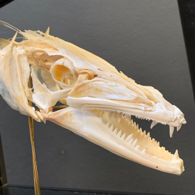 Dolphinfish skull -  Coryphaena hippurus (Dorado) on base