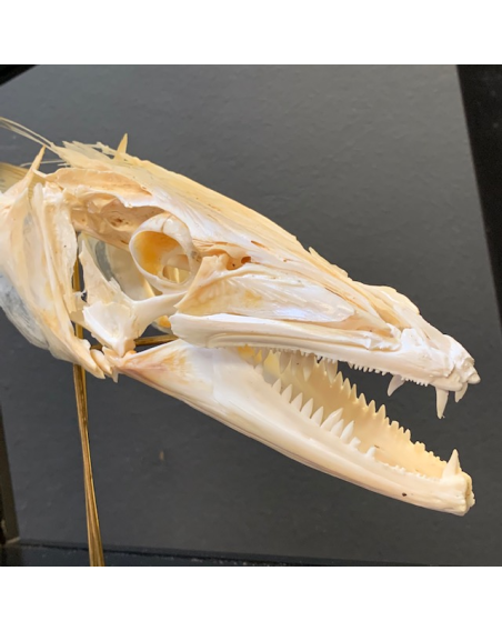 Dolphinfish skull - Coryphaena hippurus (Dorado) on base