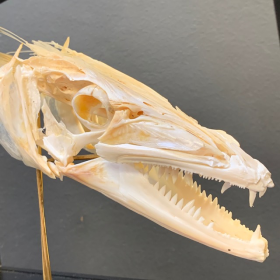 Dolphinfish skull -  Coryphaena hippurus (Dorado) on base