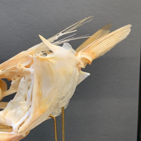 Dolphinfish skull -  Coryphaena hippurus (Dorado) on base