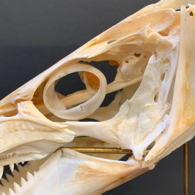 Dolphinfish skull -  Coryphaena hippurus (Dorado) on base