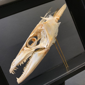 Dolphinfish skull -  Coryphaena hippurus (Dorado) on base