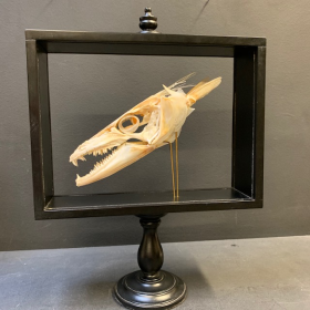 Dolphinfish skull -  Coryphaena hippurus (Dorado) on base