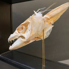 Dolphinfish skull -  Coryphaena hippurus (Dorado) on base