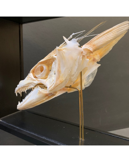 Dolphinfish skull - Coryphaena hippurus (Dorado) on base