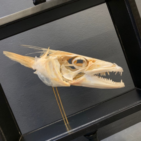 Dolphinfish skull -  Coryphaena hippurus (Dorado) on base