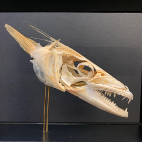 Dolphinfish skull -  Coryphaena hippurus (Dorado) on base