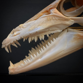 Dolphinfish skull -  Coryphaena hippurus (Dorado) on base