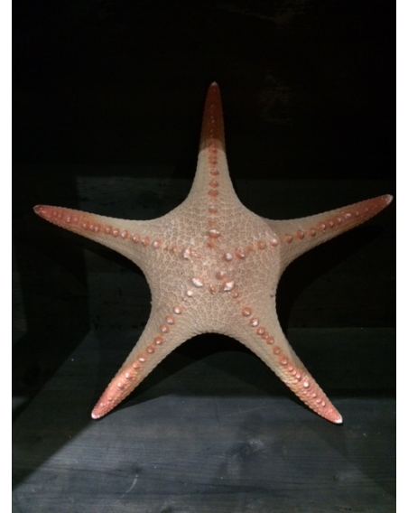 Tall starfish - Poraster superbus