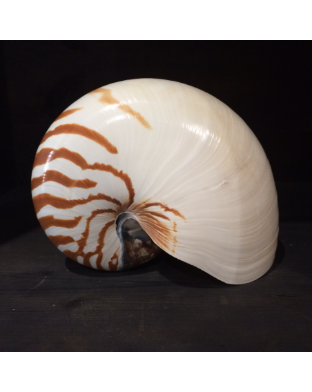 Nautilus (Pre- CITES Convention) - Size L