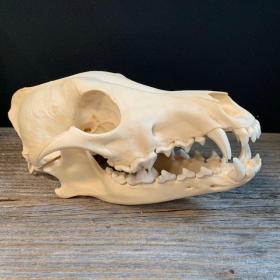Coyote skull-Canis latrans