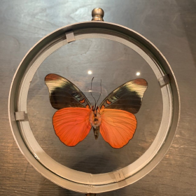 Naturalist frame magnyfier: Panacéa prola