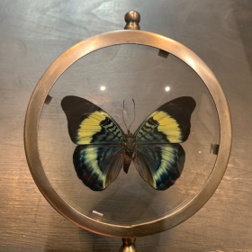 Naturalist frame magnyfier: Panacéa prola