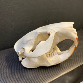 Canadian beaver skull - Castor canadensis