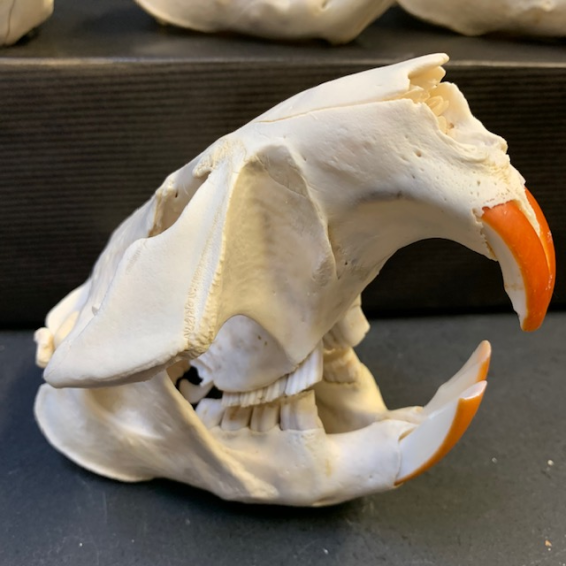 Canadian beaver skull - Castor canadensis