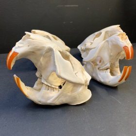 Crâne de castor du Canada - Castor canadensis