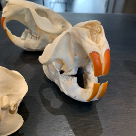 Canadian beaver skull - Castor canadensis